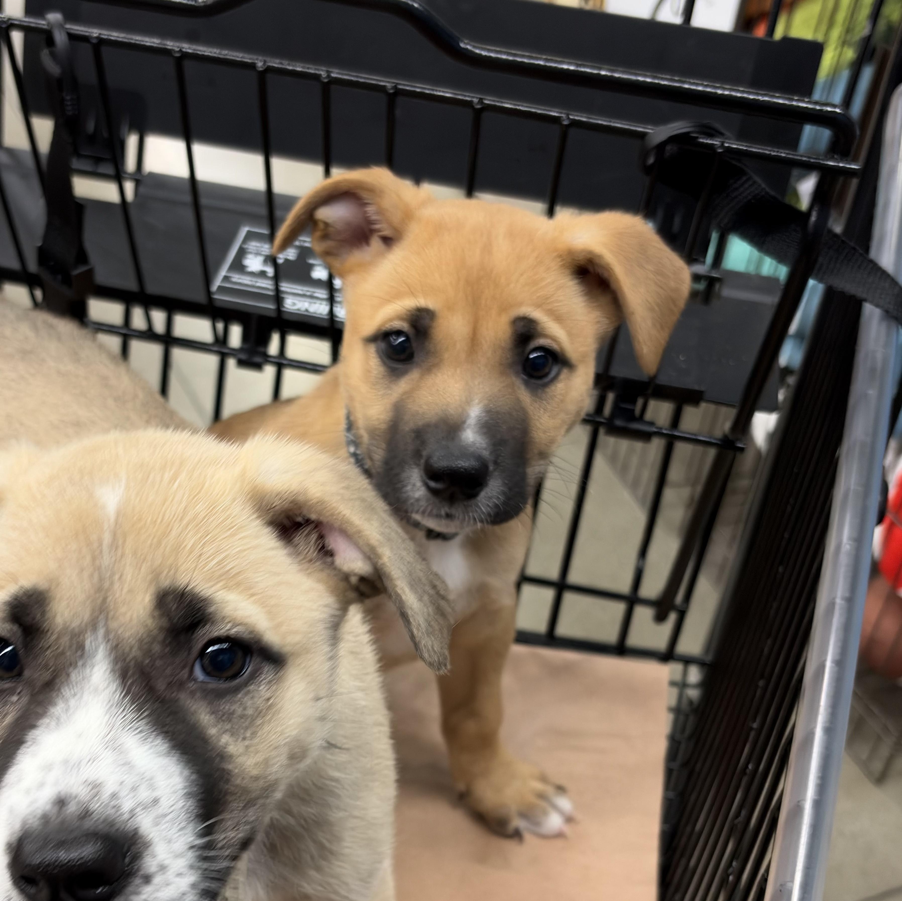 Lucy, a Adoptable mixed breed in Los Angeles , CA image 2/3