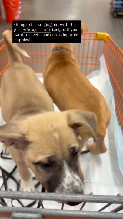 Enlarge Lucy, a Adoptable mixed breed in Los Angeles , CA video 3/3