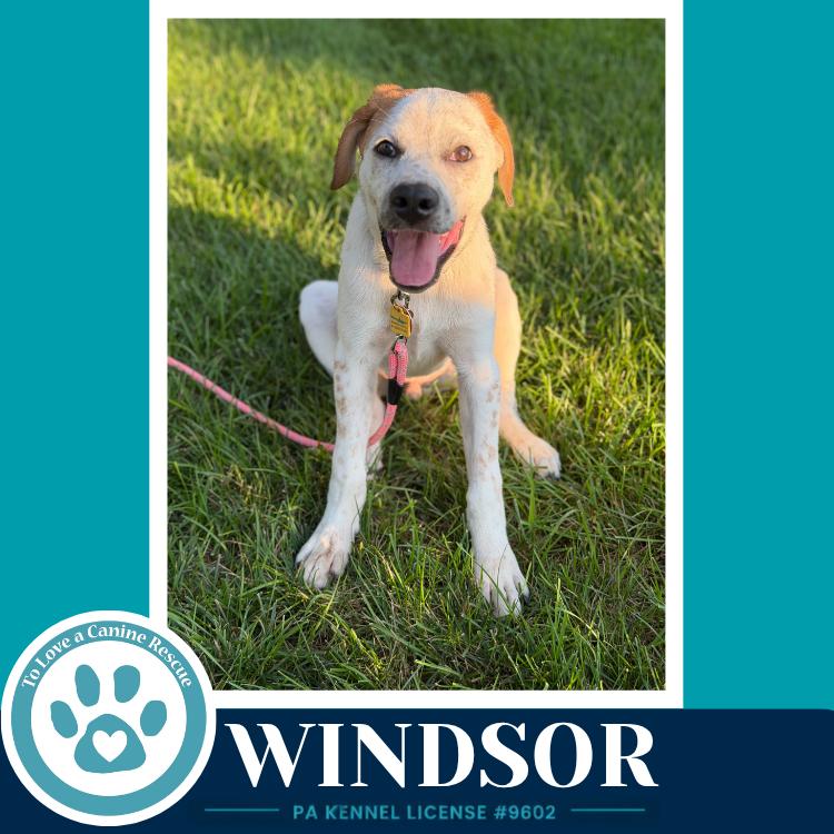 Windsor (The Palace Pups) 071826, Adoptable, Puppy Male Australian Shepherd & Labrador Retriever.