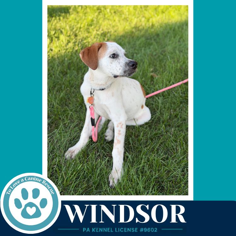 Enlarge Windsor (The Palace Pups) 071826, a Adoptable mixed breed in Kimberton, PA image 2/5
