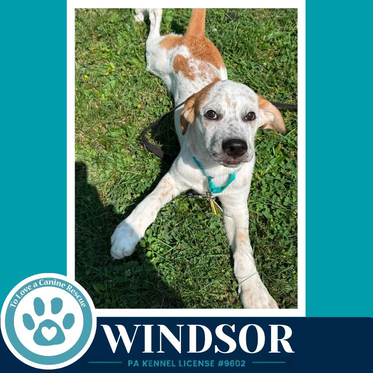 Enlarge Windsor (The Palace Pups) 071826, a Adoptable mixed breed in Kimberton, PA image 3/5
