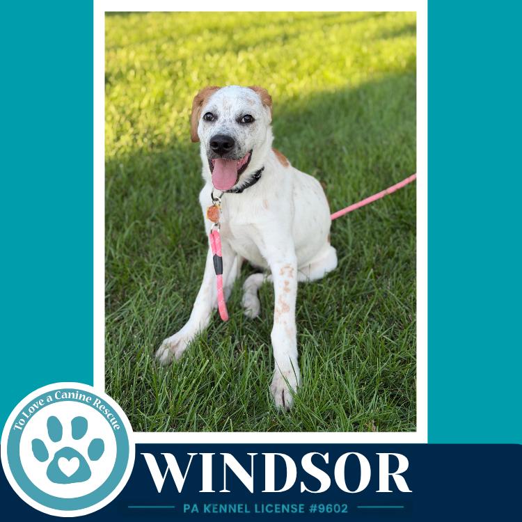 Enlarge Windsor (The Palace Pups) 071826, a Adoptable mixed breed in Kimberton, PA image 4/5