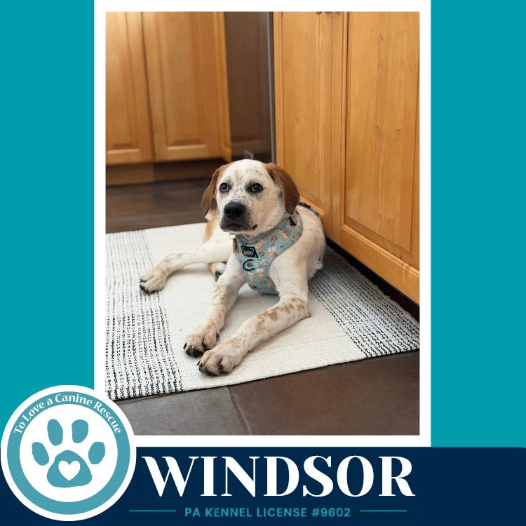 Enlarge Windsor (The Palace Pups) 071826, a Adoptable mixed breed in Kimberton, PA image 5/5