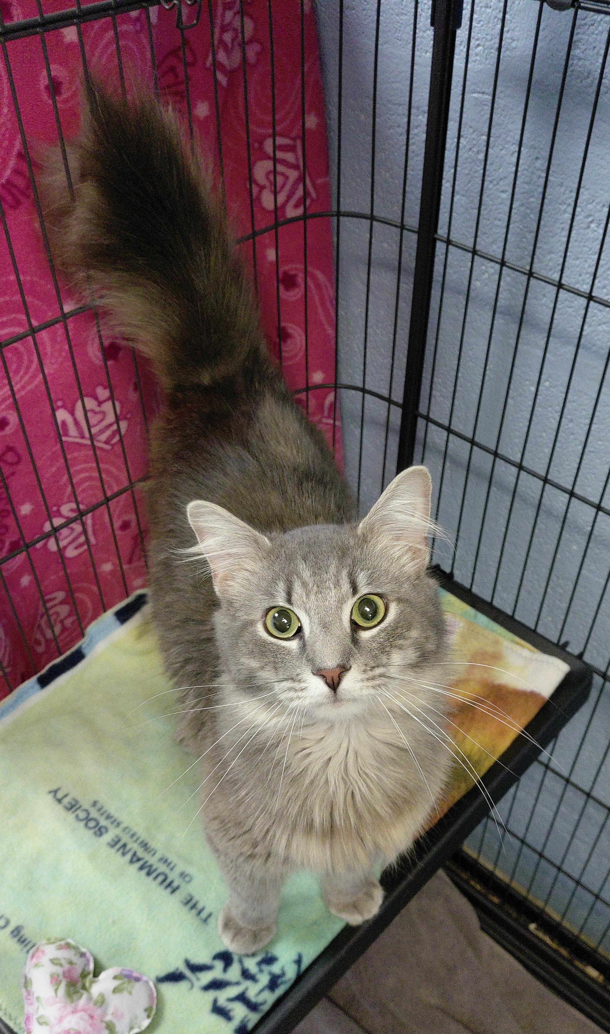 Enlarge Jeep, a ADOPTABLE Domestic Long Hair in Stanley, VA image 4/5