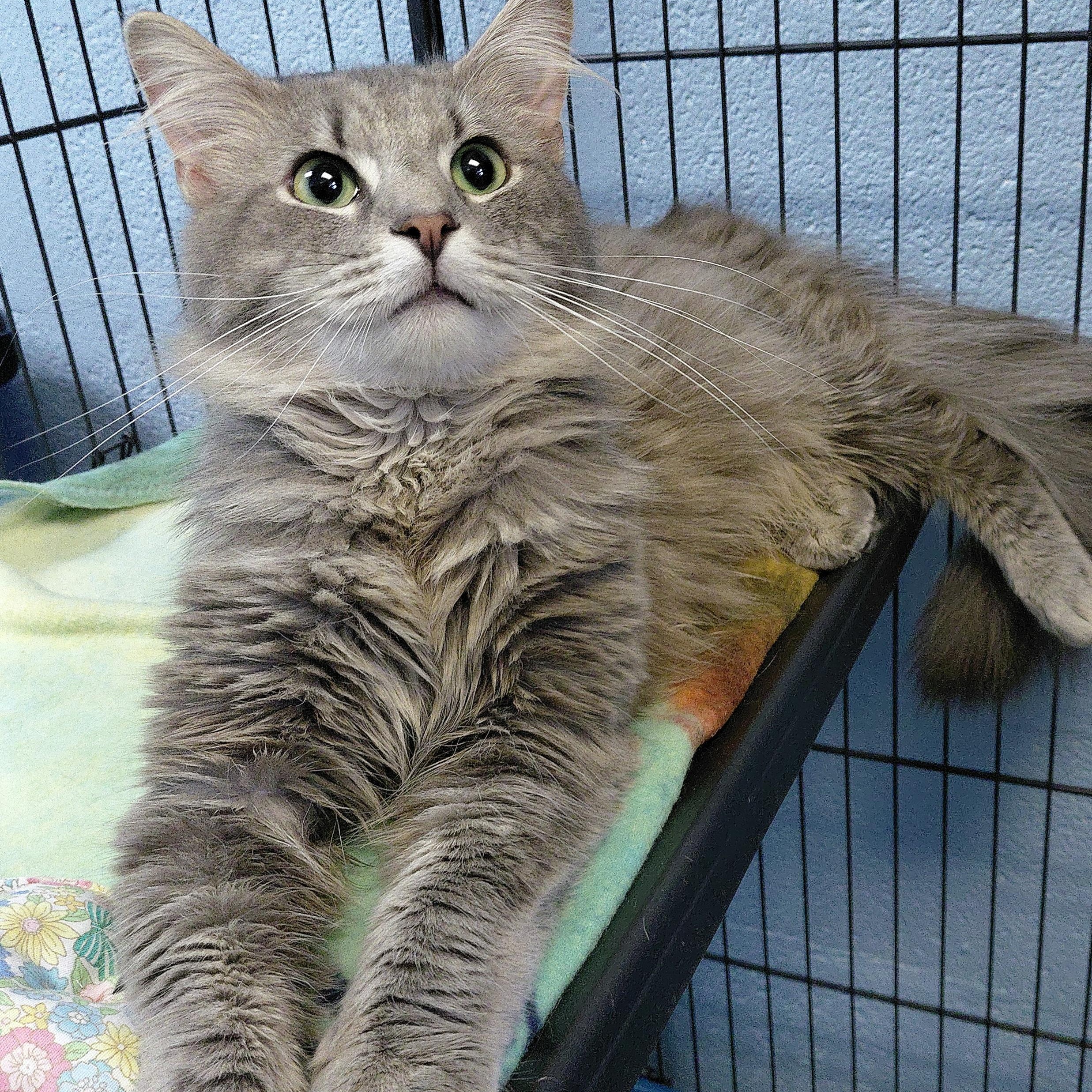 Enlarge Jeep, a ADOPTABLE Domestic Long Hair in Stanley, VA image 1/5