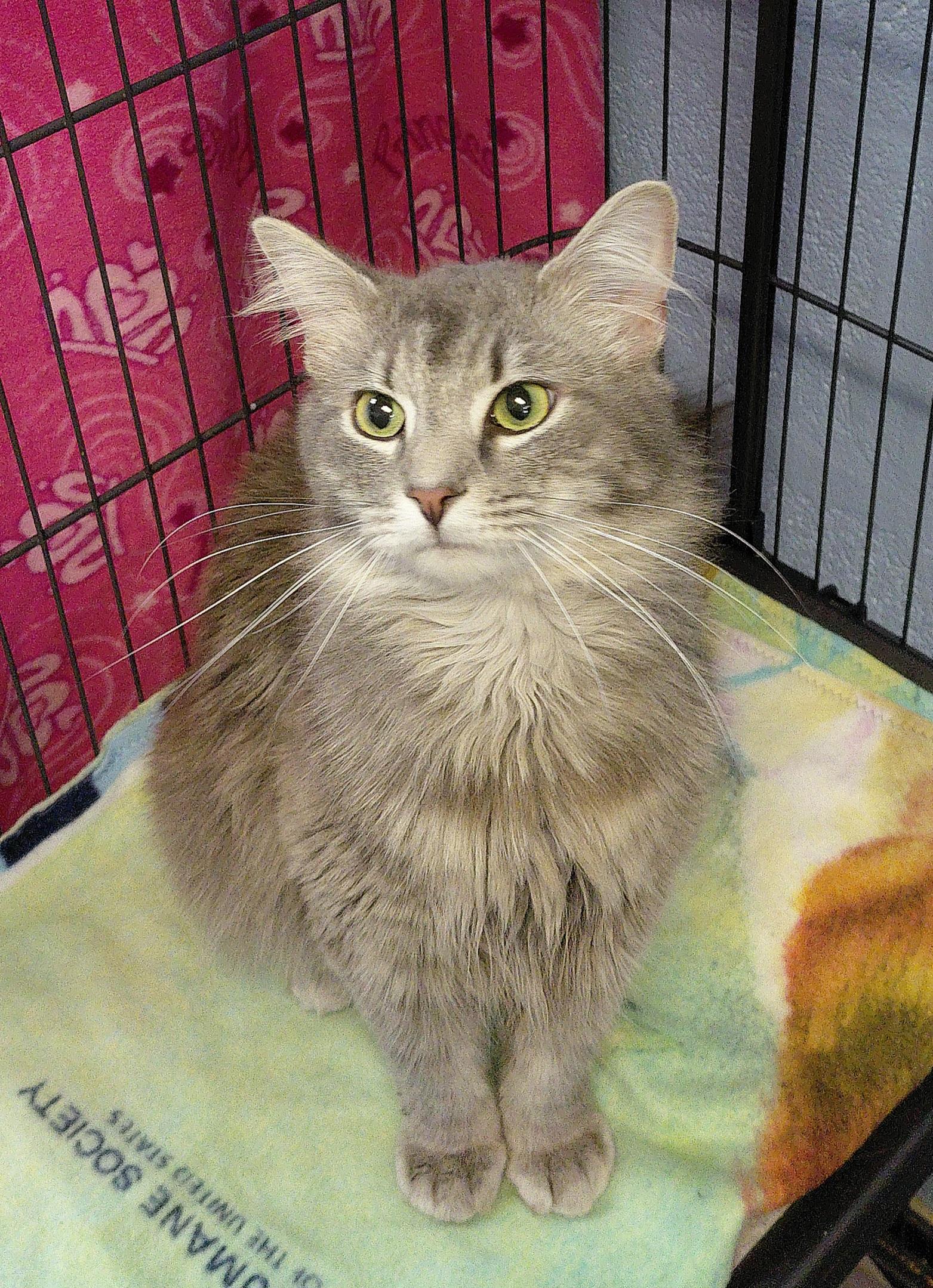Enlarge Jeep, a ADOPTABLE Domestic Long Hair in Stanley, VA image 3/5