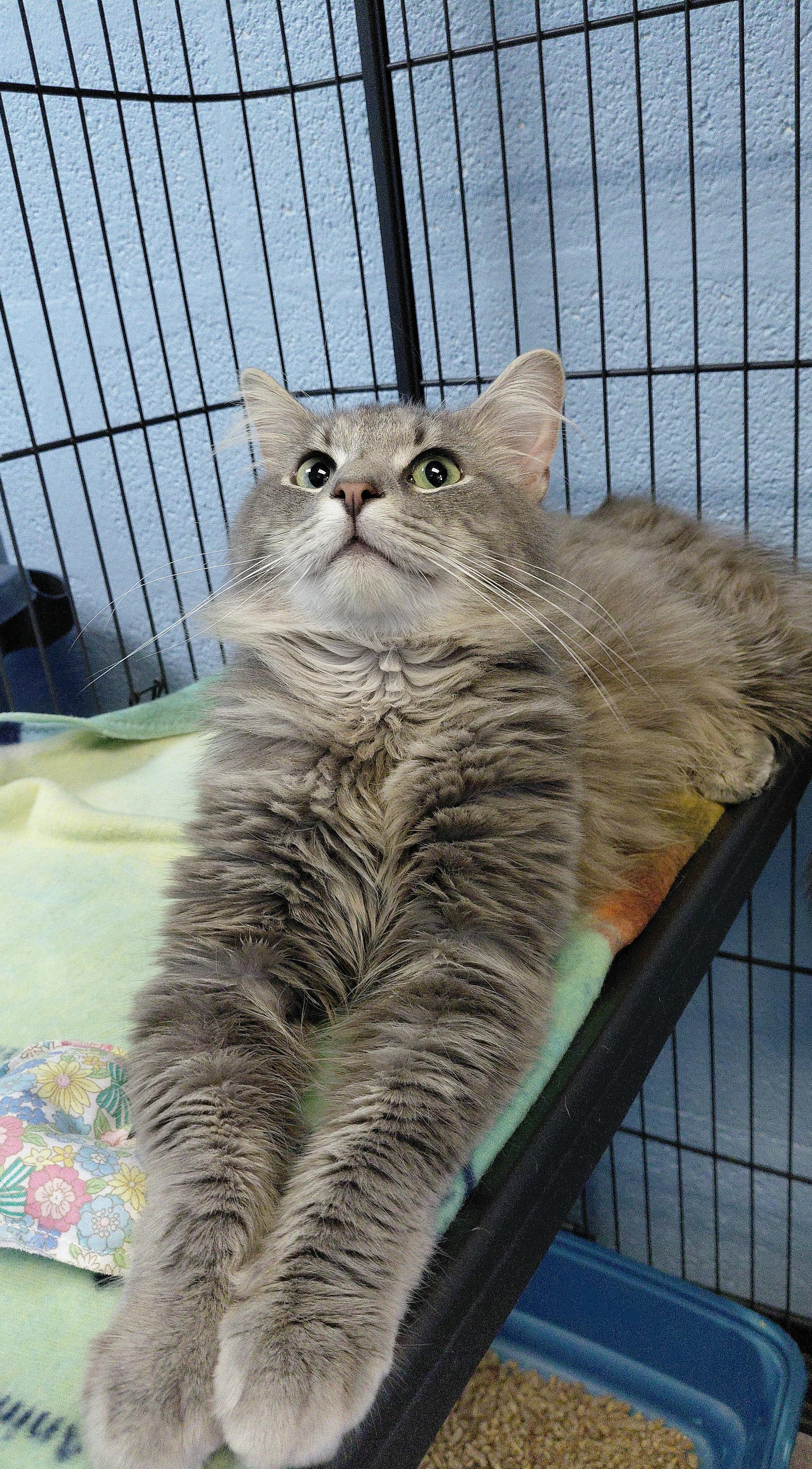Enlarge Jeep, a ADOPTABLE Domestic Long Hair in Stanley, VA image 5/5