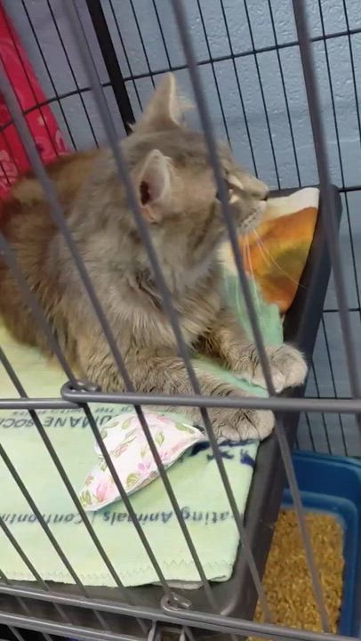 Enlarge Jeep, a ADOPTABLE Domestic Long Hair in Stanley, VA video 2/5