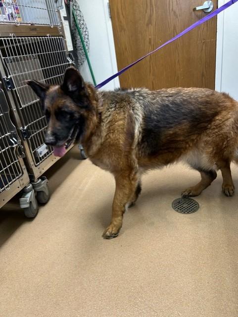 BETTY, Adoptable, Adult Female German Shepherd Dog.