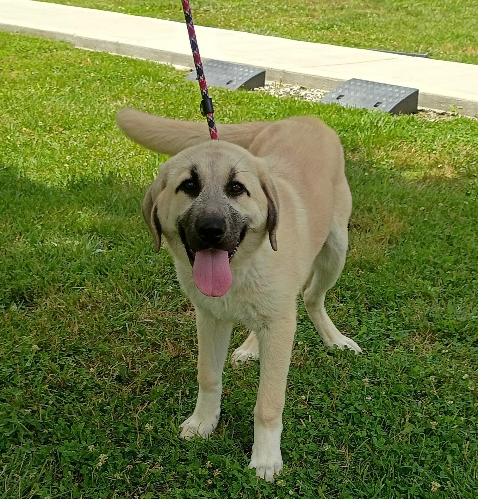 Lily, a ADOPTABLE mixed breed in Maynardville, TN image 3/3