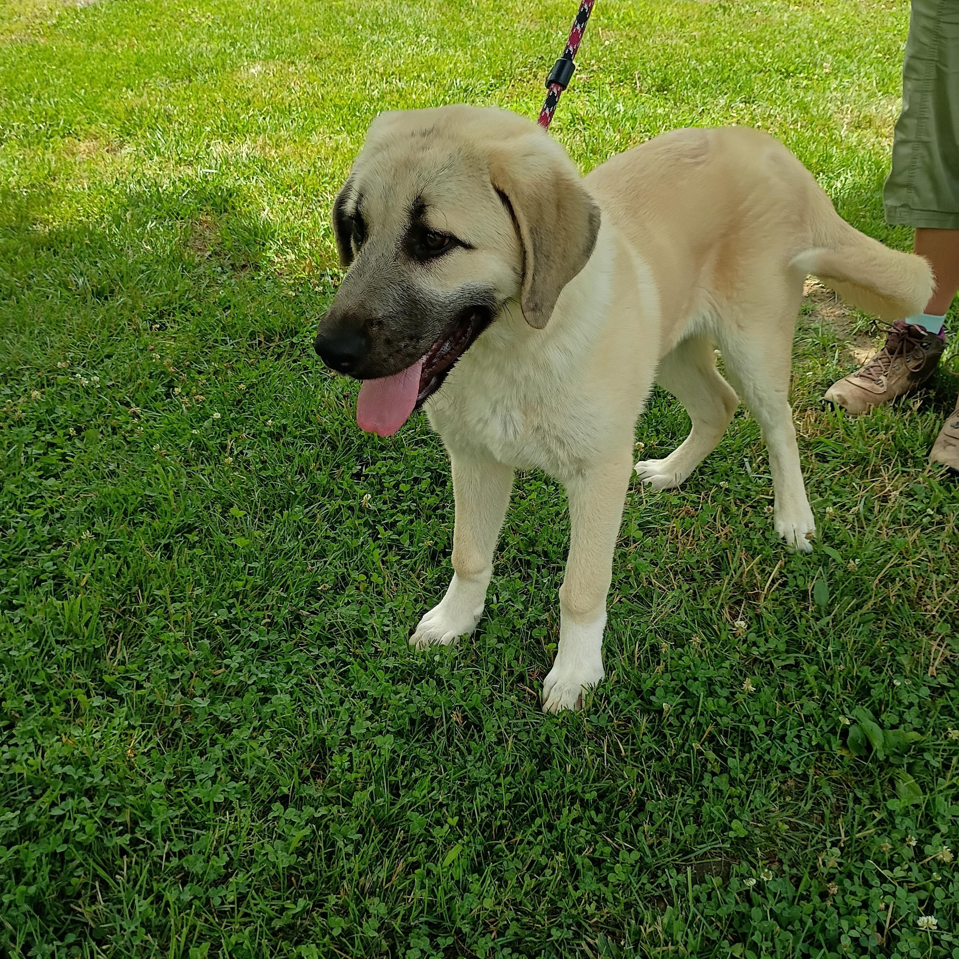 Lily, ADOPTABLE, Young Female Anatolian Shepherd & Great Pyrenees.