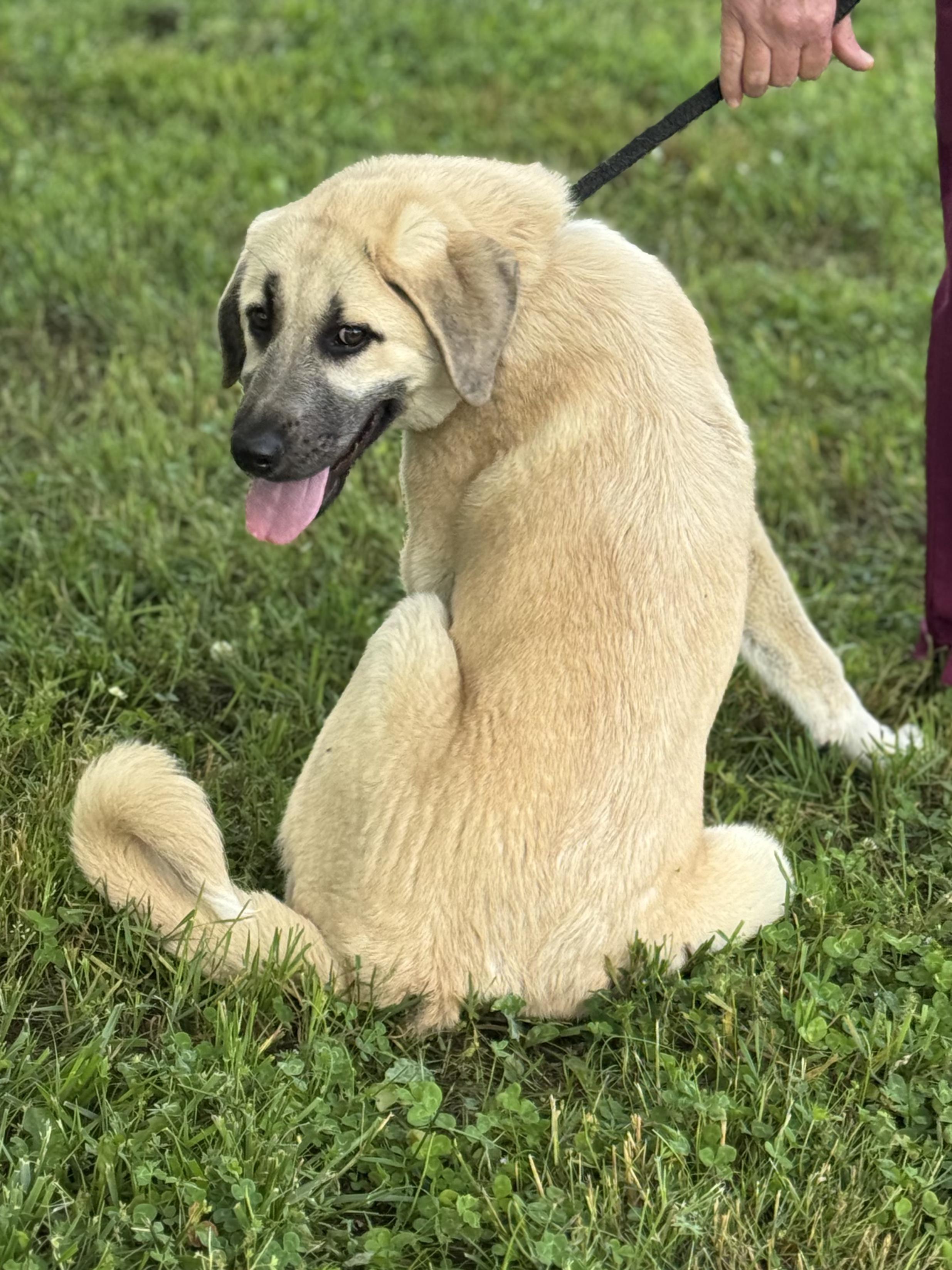 Lily, a ADOPTABLE mixed breed in Maynardville, TN image 2/3