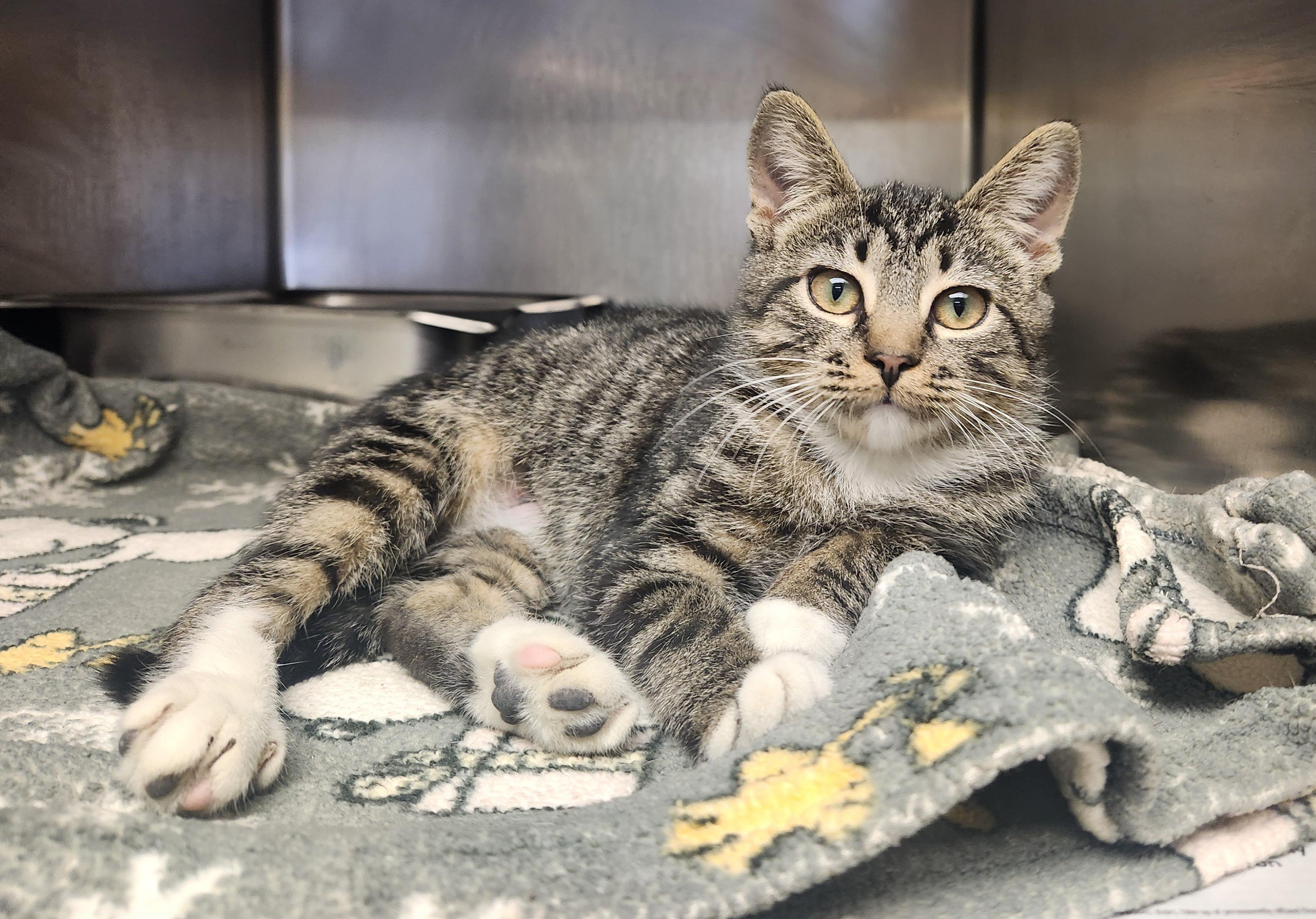 Enlarge Agatha, a Adoptable Domestic Short Hair in Clayton, NJ image 1/2