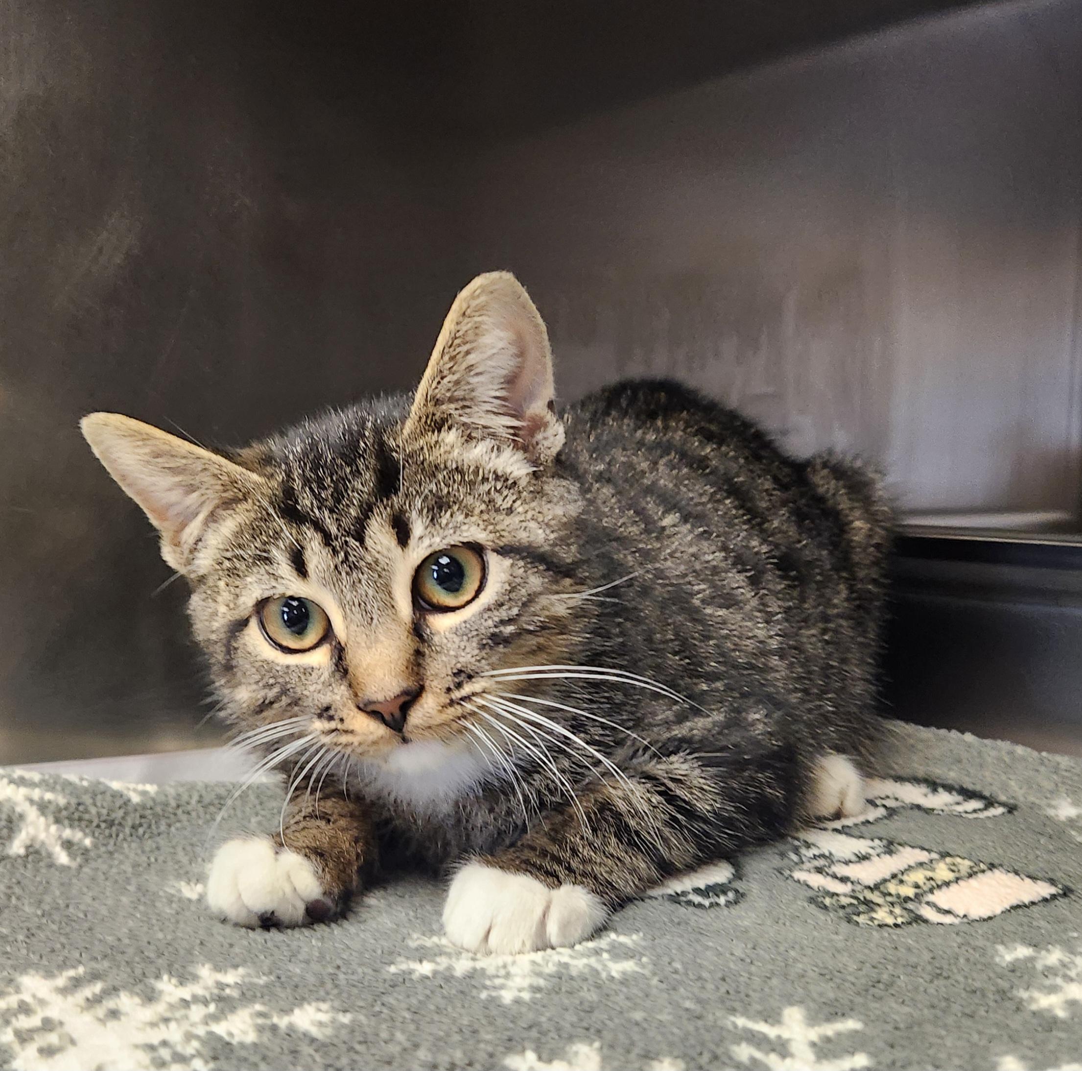 Enlarge Agatha, a Adoptable Domestic Short Hair in Clayton, NJ image 2/2
