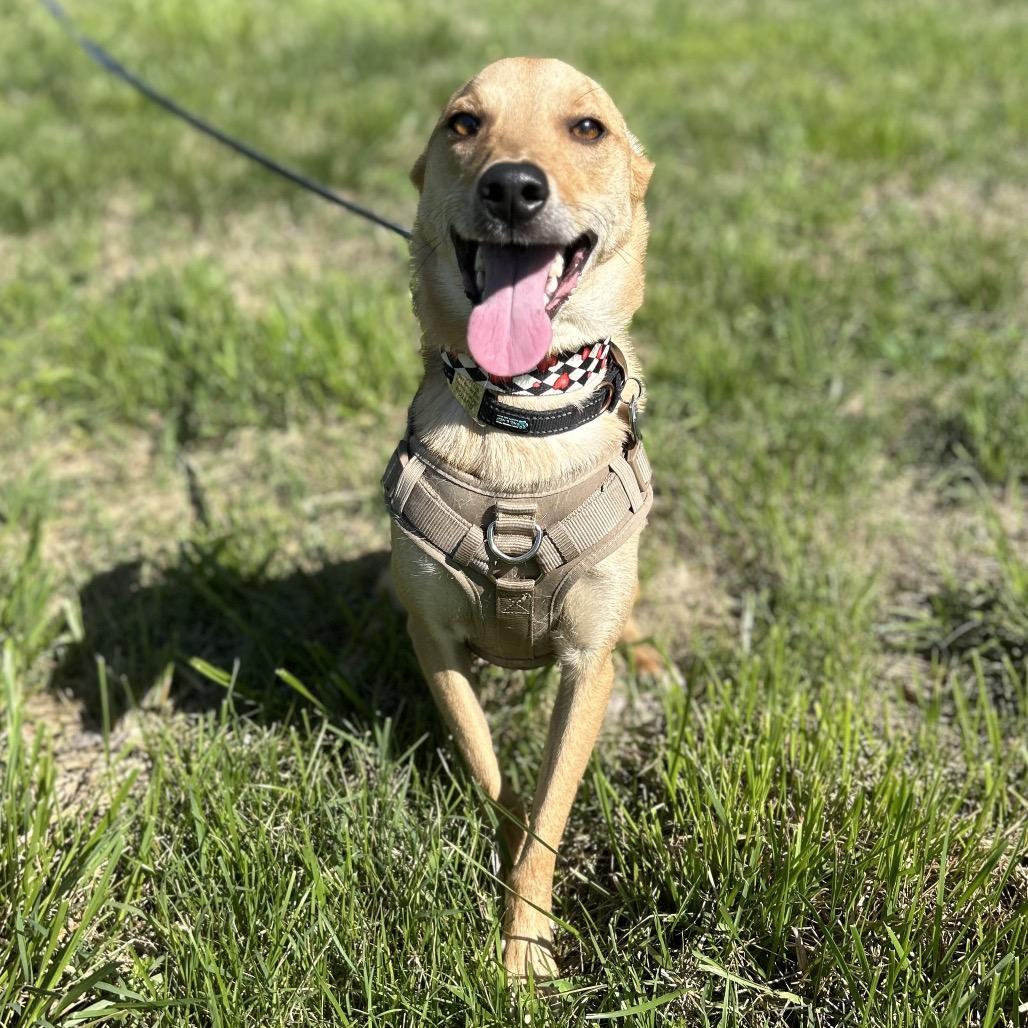 Dutton, a Adoptable mixed breed in Kansas City, MO image 1/6