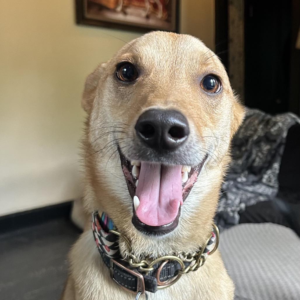 Dutton, a Adoptable mixed breed in Kansas City, MO image 4/6