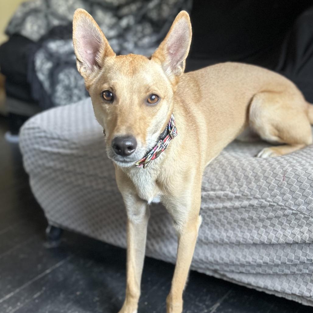 Dutton, a Adoptable mixed breed in Kansas City, MO image 5/6