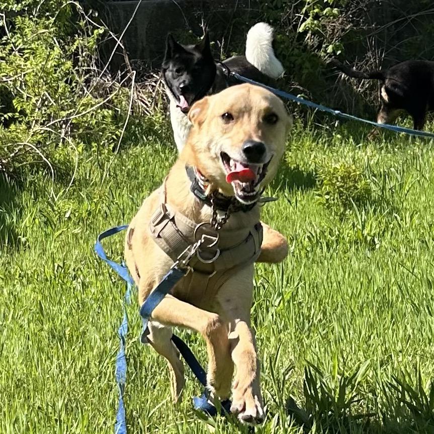 Dutton, a Adoptable mixed breed in Kansas City, MO image 3/6