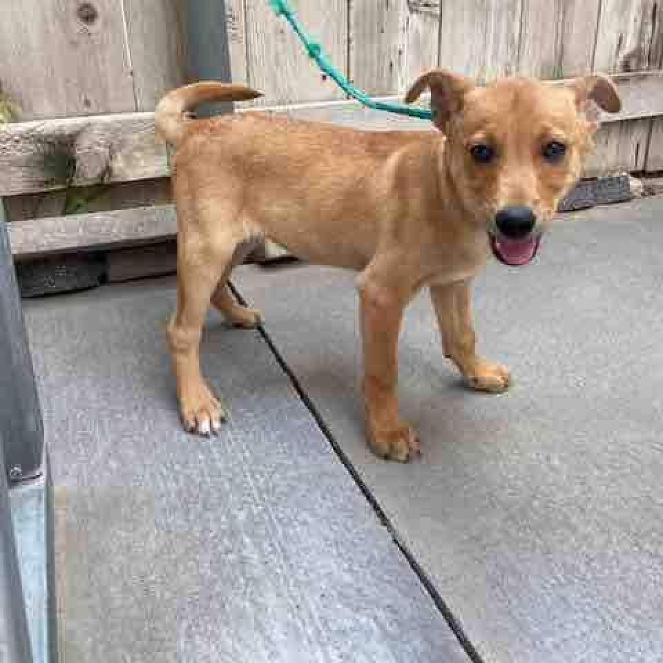Dutton, a Adoptable mixed breed in Kansas City, MO image 4/6