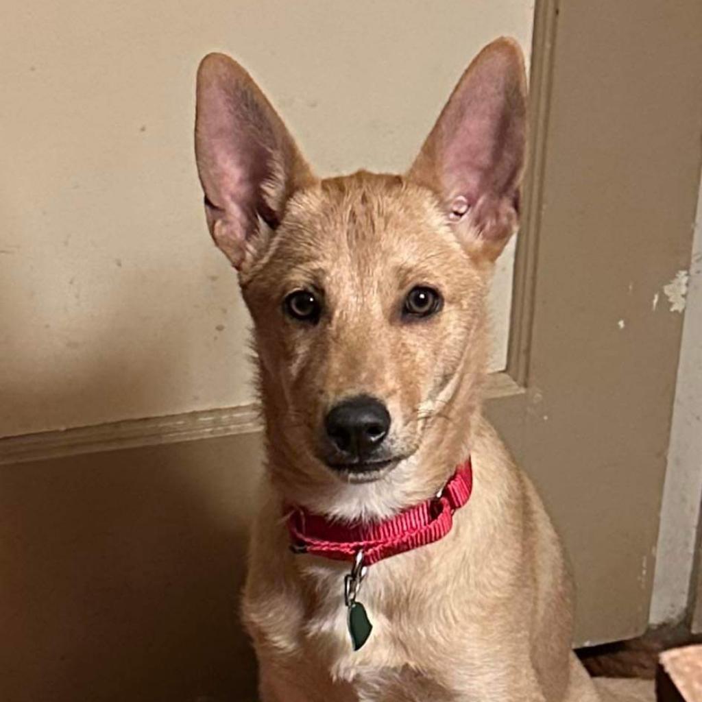 Dutton, a Adoptable mixed breed in Kansas City, MO image 5/6
