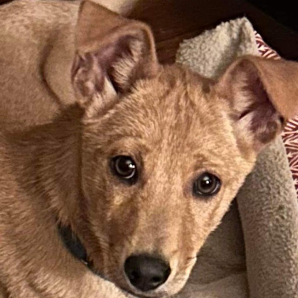 Dutton, a Adoptable mixed breed in Kansas City, MO image 6/6