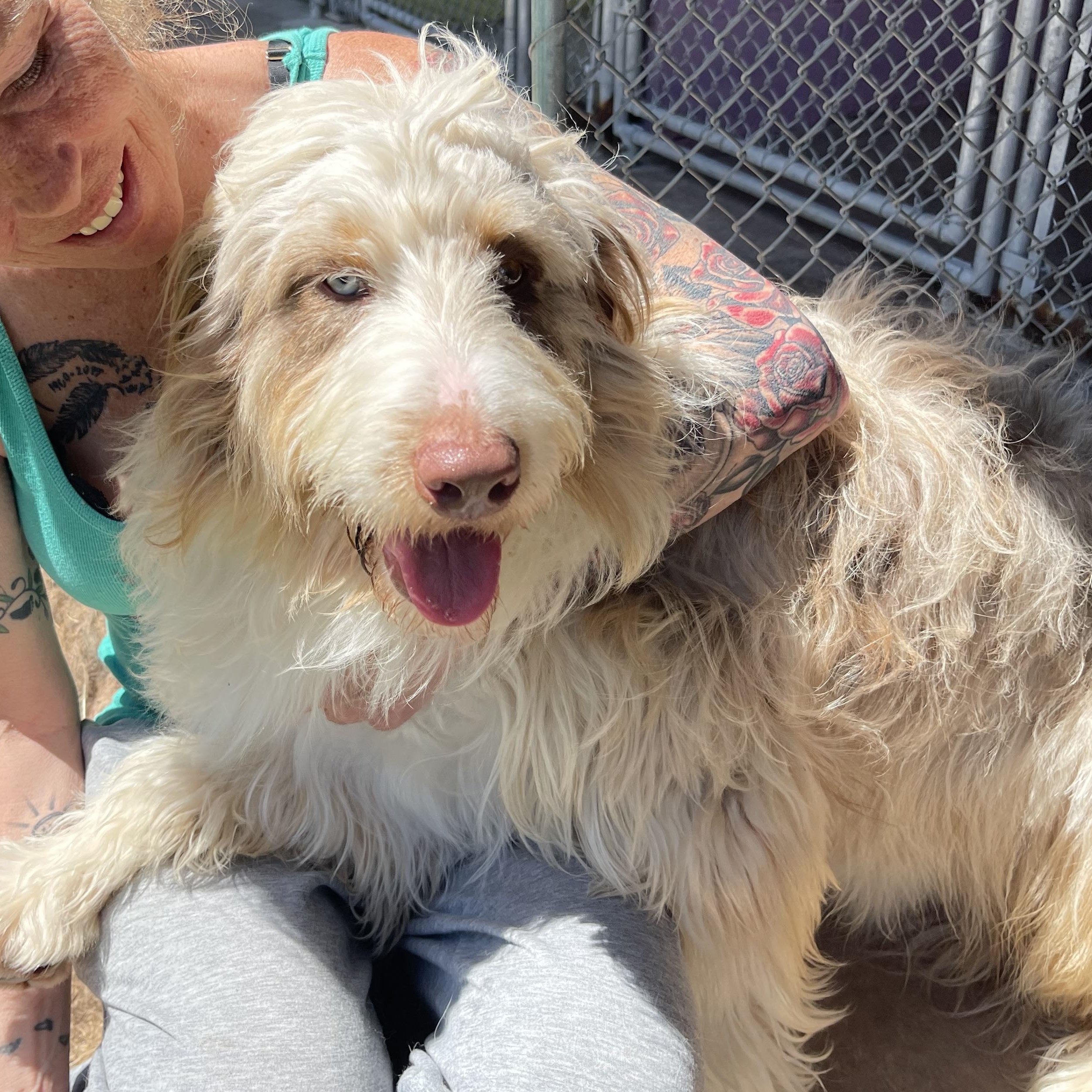 Enlarge Figaro, a ADOPTABLE Aussiedoodle in Ontonagon, MI image 1/1