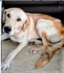 Mathis, Adoptable, Adult Male Golden Retriever.