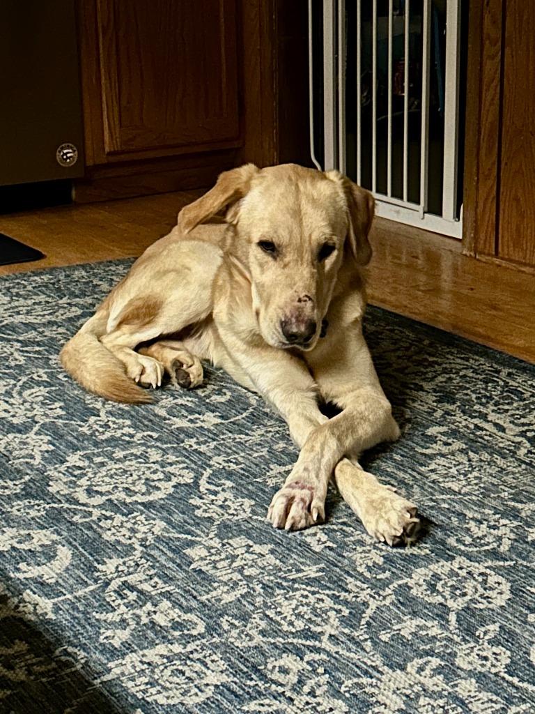 Mathis, a Adoptable mixed breed in West Bloomfield, MI image 2/6