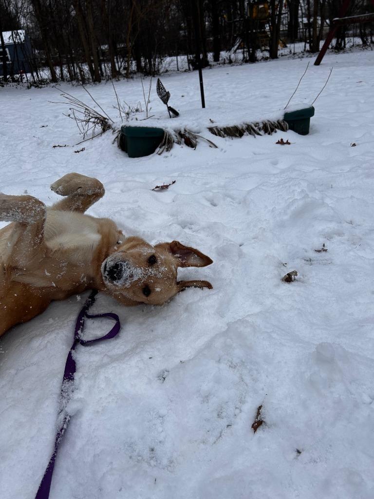 Mathis, a Adoptable mixed breed in West Bloomfield, MI image 3/6