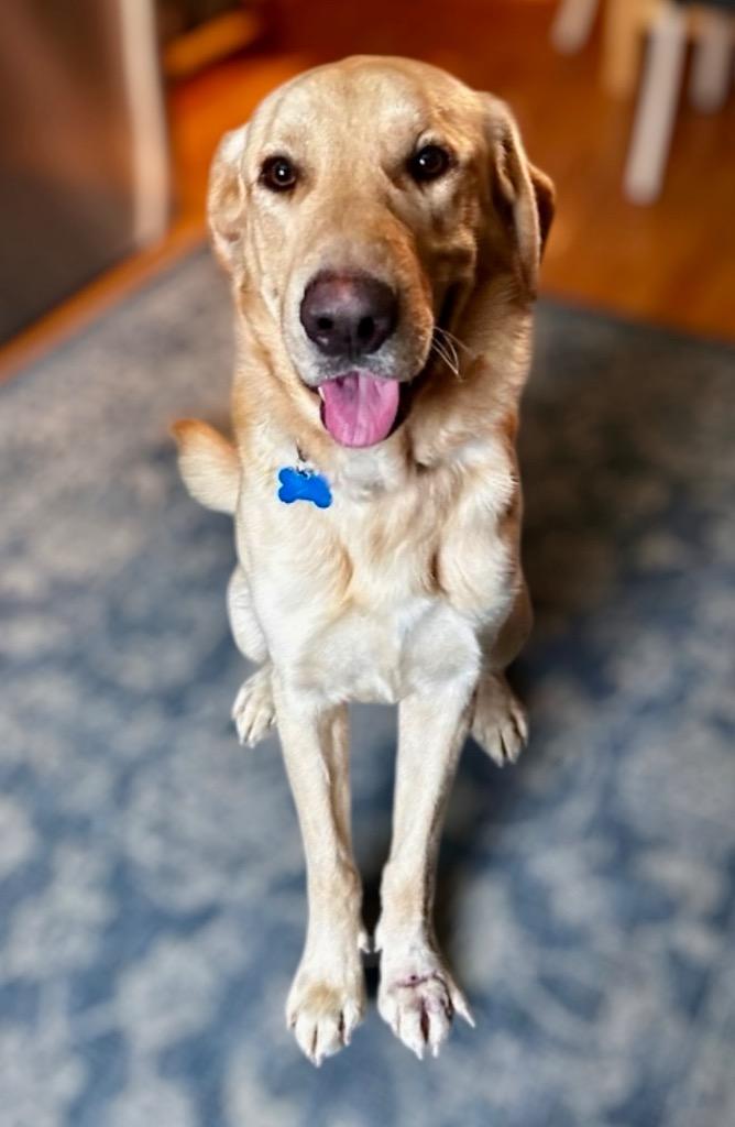 Mathis, a Adoptable mixed breed in West Bloomfield, MI image 4/6