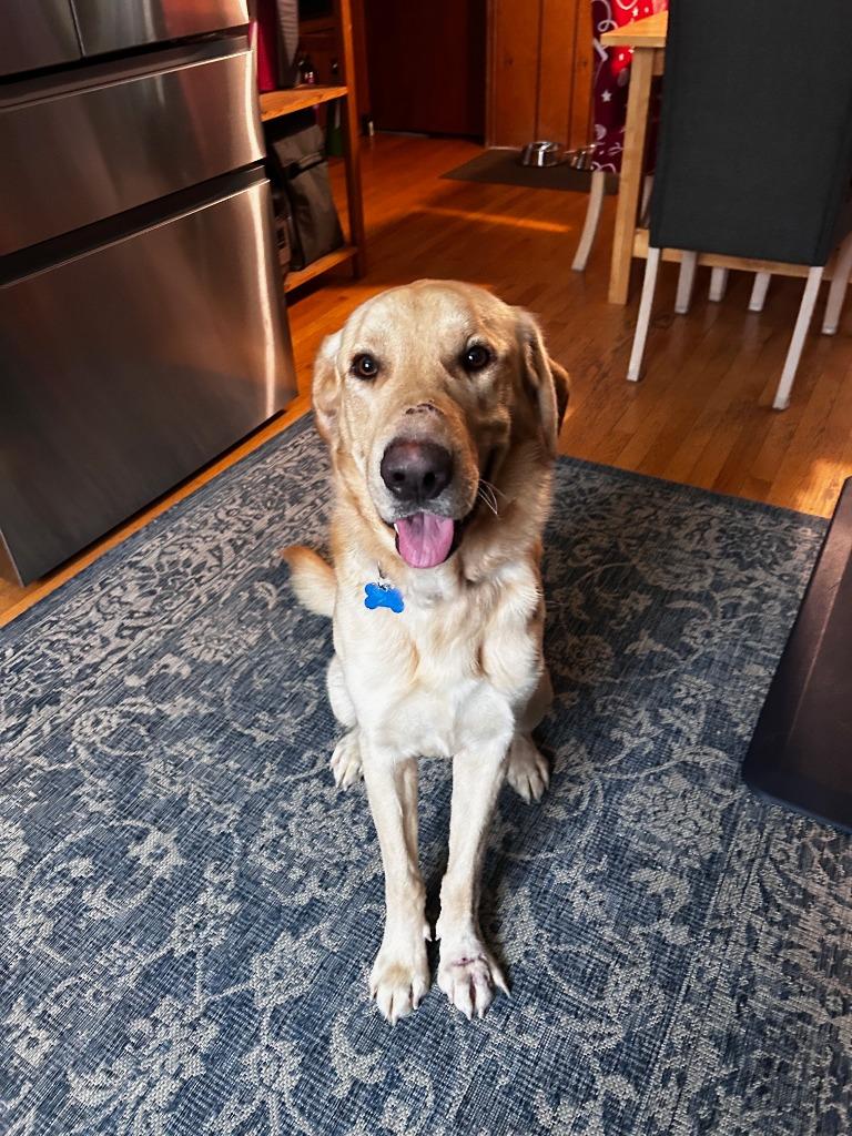 Mathis, a Adoptable mixed breed in West Bloomfield, MI image 6/6