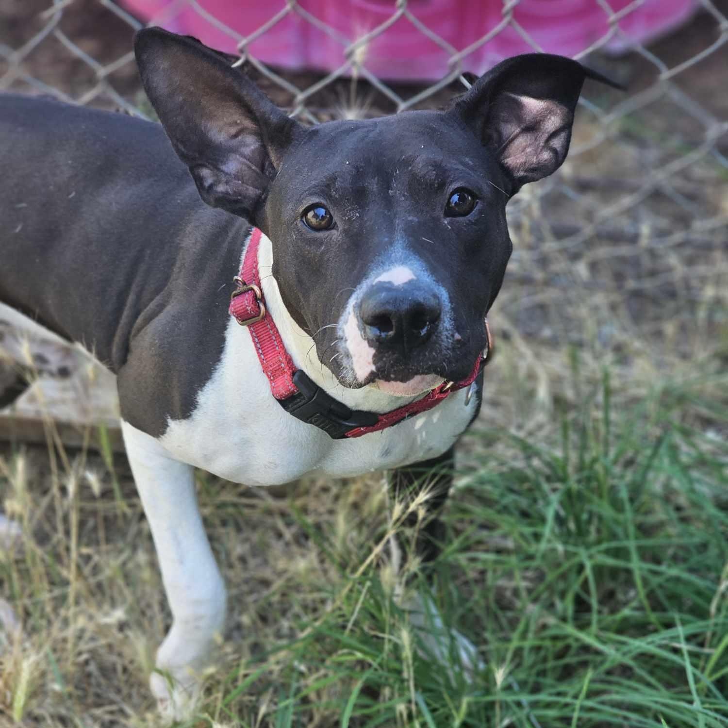Velveteeno, an adoptable Catahoula Leopard Dog, Pembroke Welsh Corgi in Grants Pass, OR, 97526 | Photo Image 1