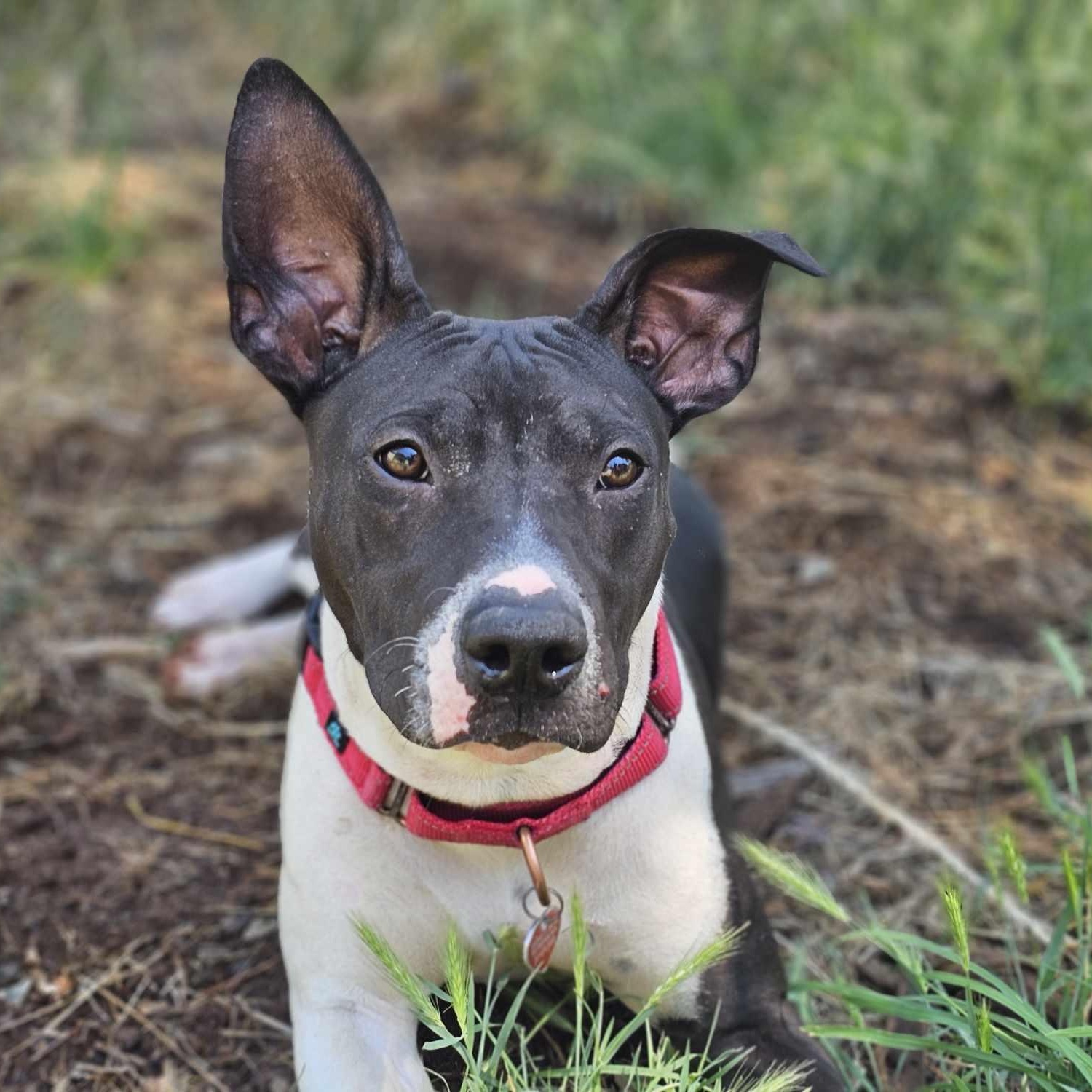 Velveteeno, an adoptable Catahoula Leopard Dog, Pembroke Welsh Corgi in Grants Pass, OR, 97526 | Photo Image 2