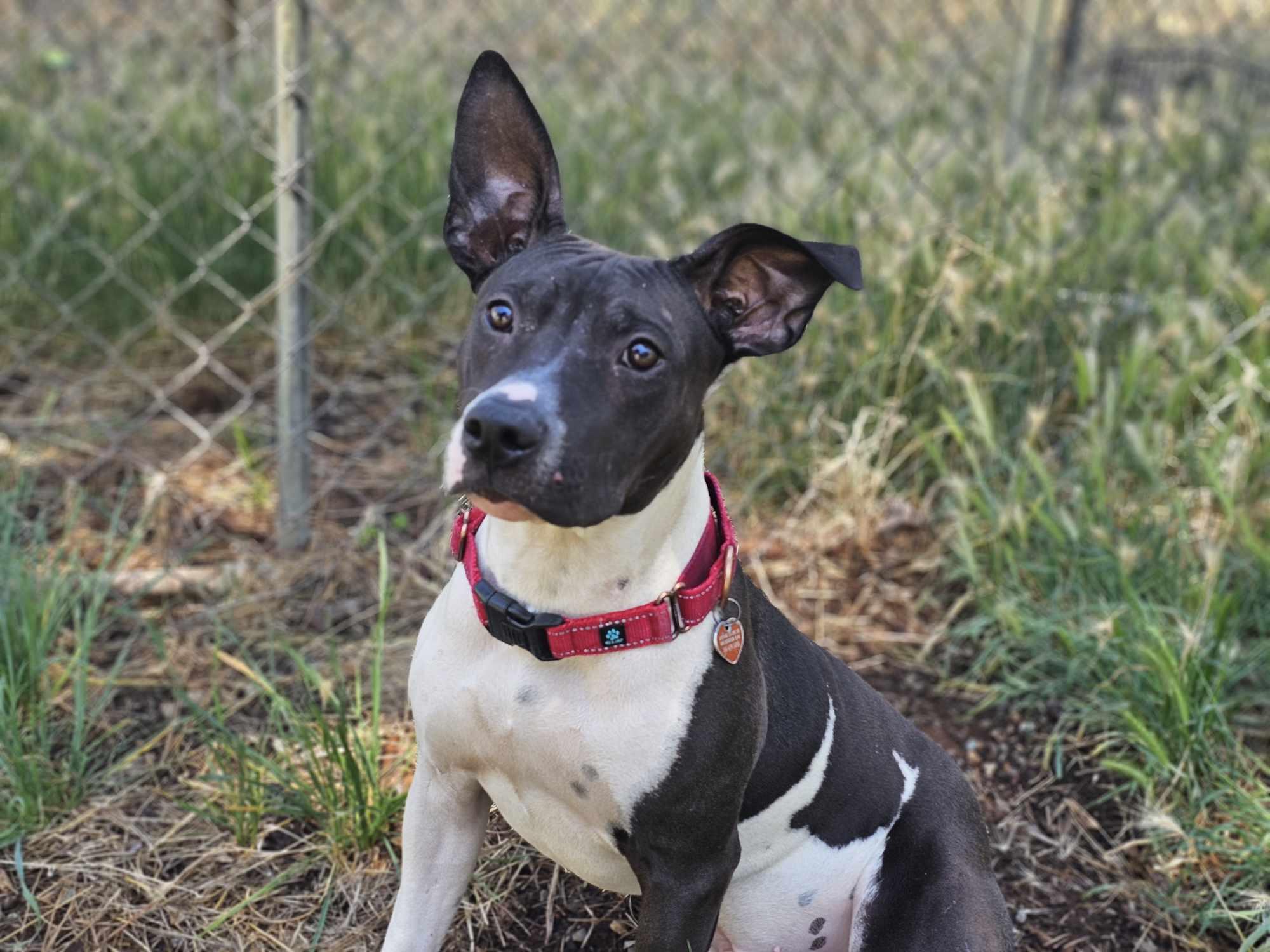 Velveteeno, an adoptable Catahoula Leopard Dog, Pembroke Welsh Corgi in Grants Pass, OR, 97526 | Photo Image 3