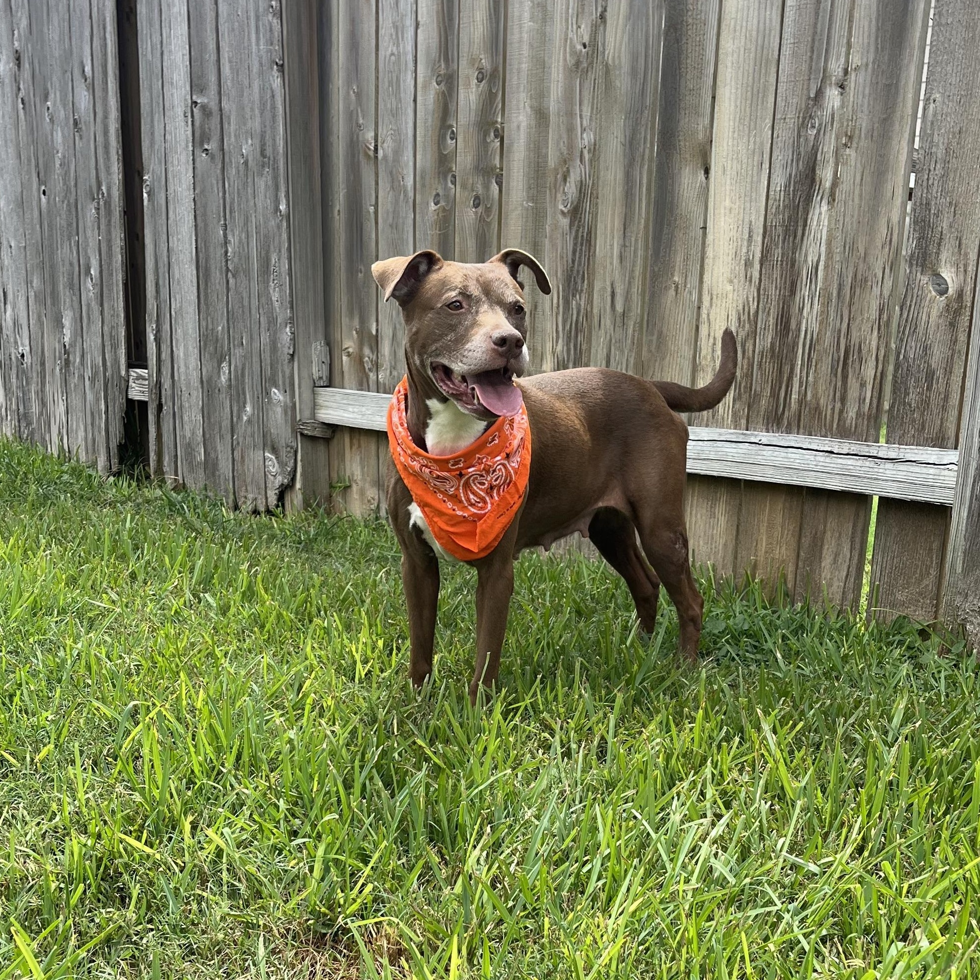 Sienna, a Adoptable American Staffordshire Terrier in Queen Creek, AZ image 1/6