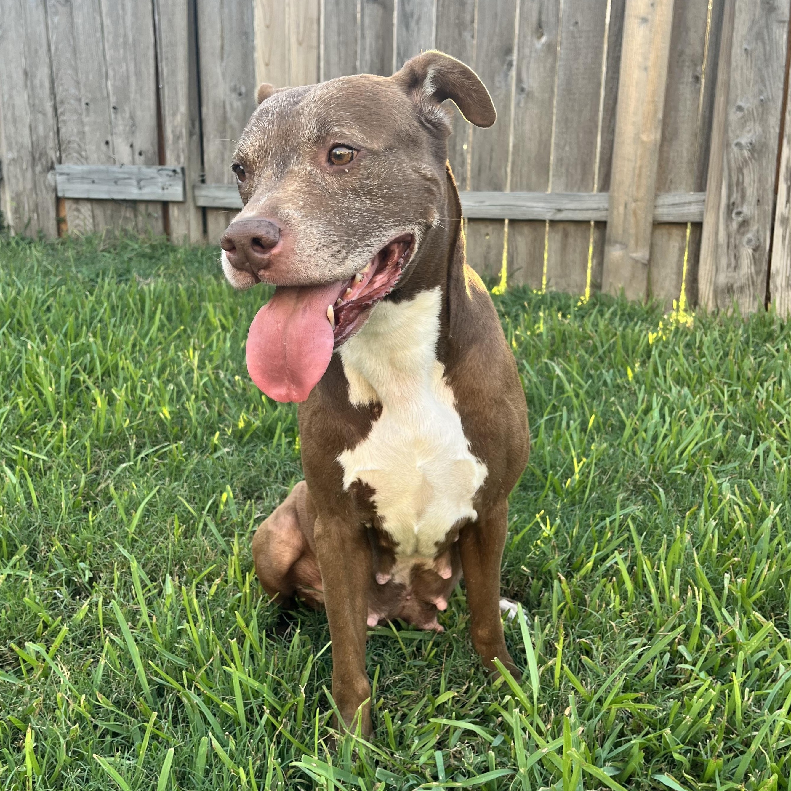 Sienna, a Adoptable American Staffordshire Terrier in Queen Creek, AZ image 2/6