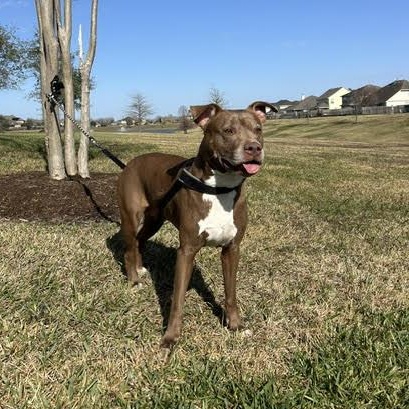 Enlarge Sienna, a Adoptable American Staffordshire Terrier in Queen Creek, AZ image 5/6