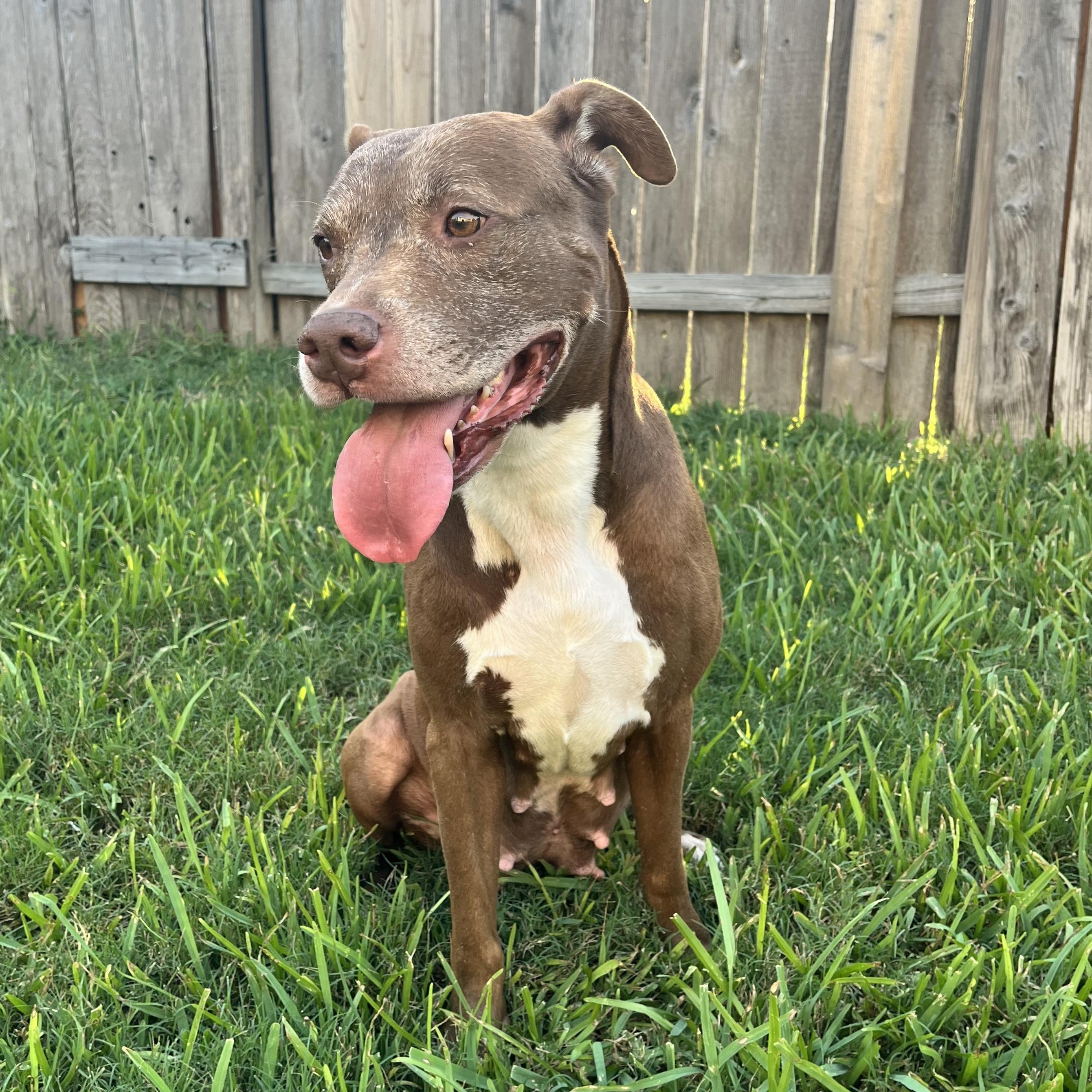 Enlarge Sienna, a Adoptable American Staffordshire Terrier in Queen Creek, AZ image 3/6