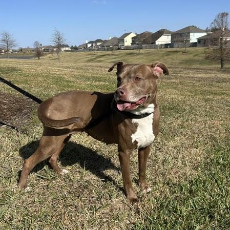 Enlarge Sienna, a Adoptable American Staffordshire Terrier in Queen Creek, AZ image 1/6