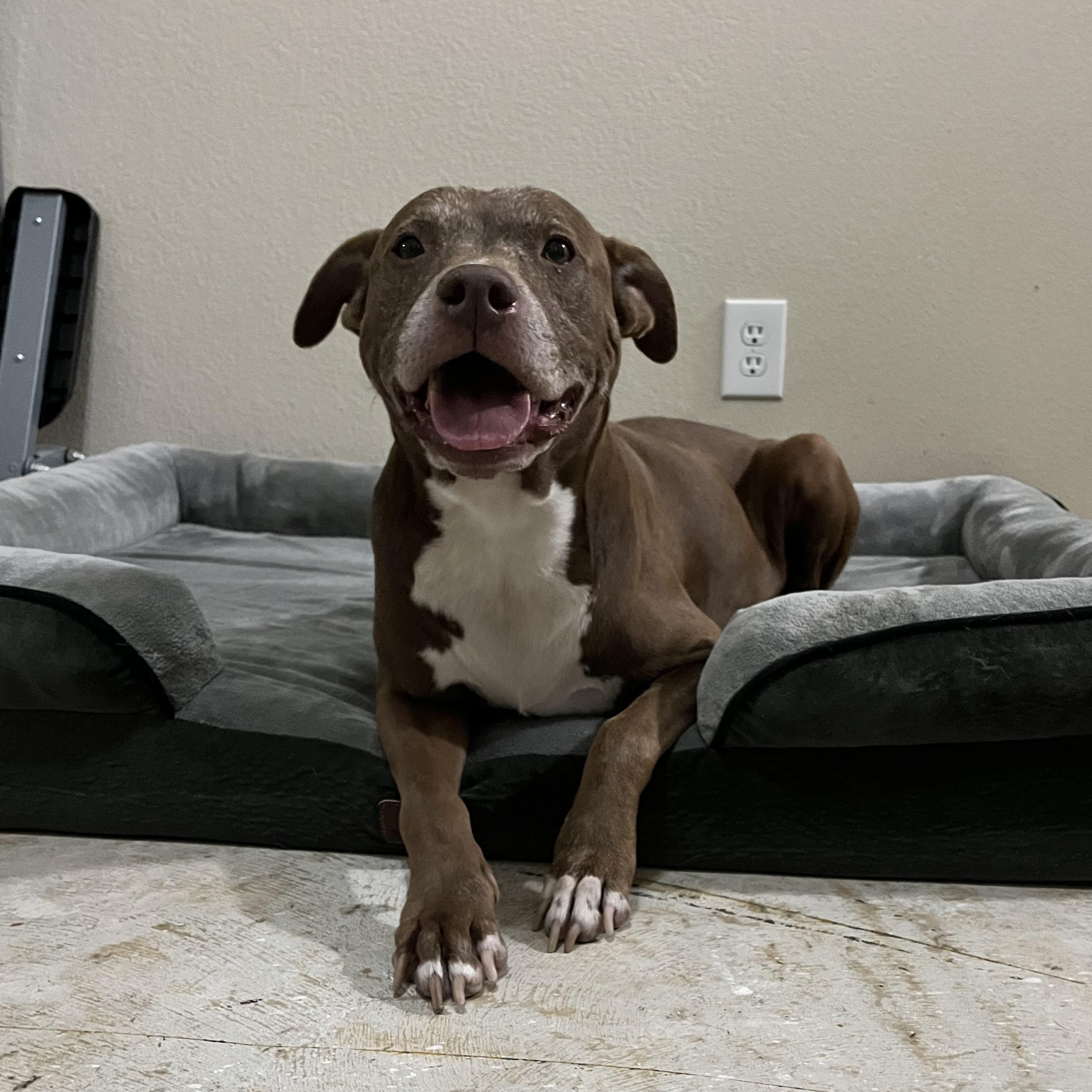 Enlarge Sienna, a Adoptable American Staffordshire Terrier in Queen Creek, AZ image 4/6