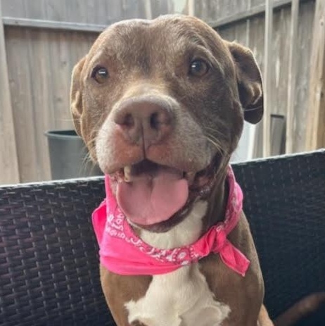Enlarge Sienna, a Adoptable American Staffordshire Terrier in Queen Creek, AZ image 1/6