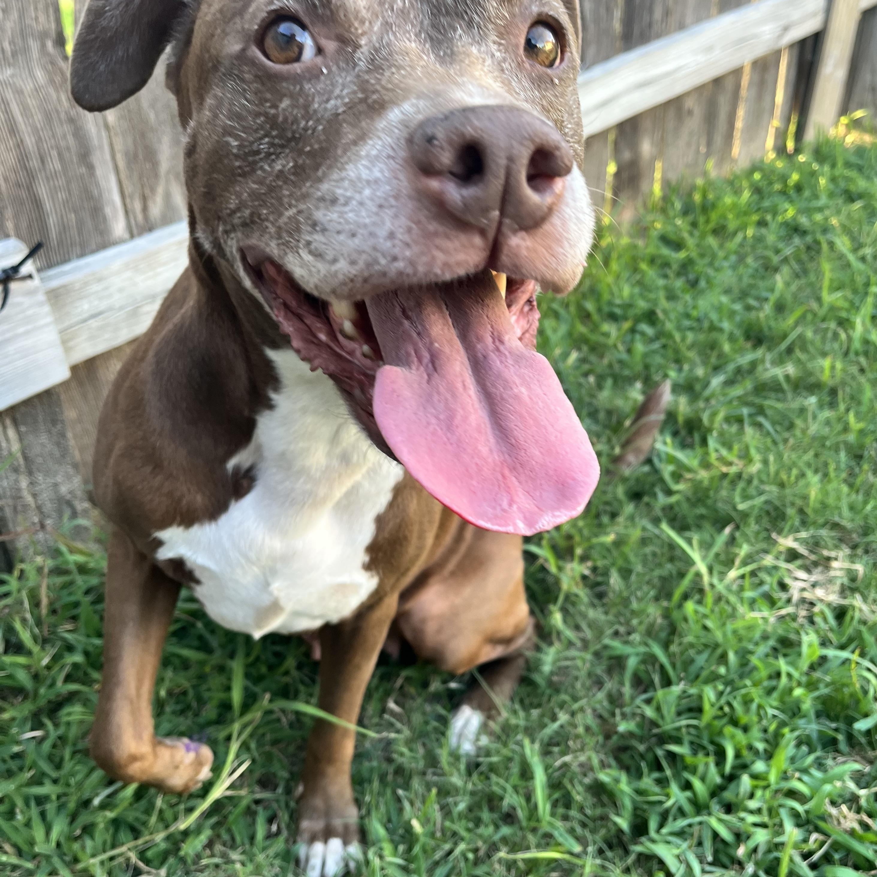 Sienna, a Adoptable American Staffordshire Terrier in Queen Creek, AZ image 6/6