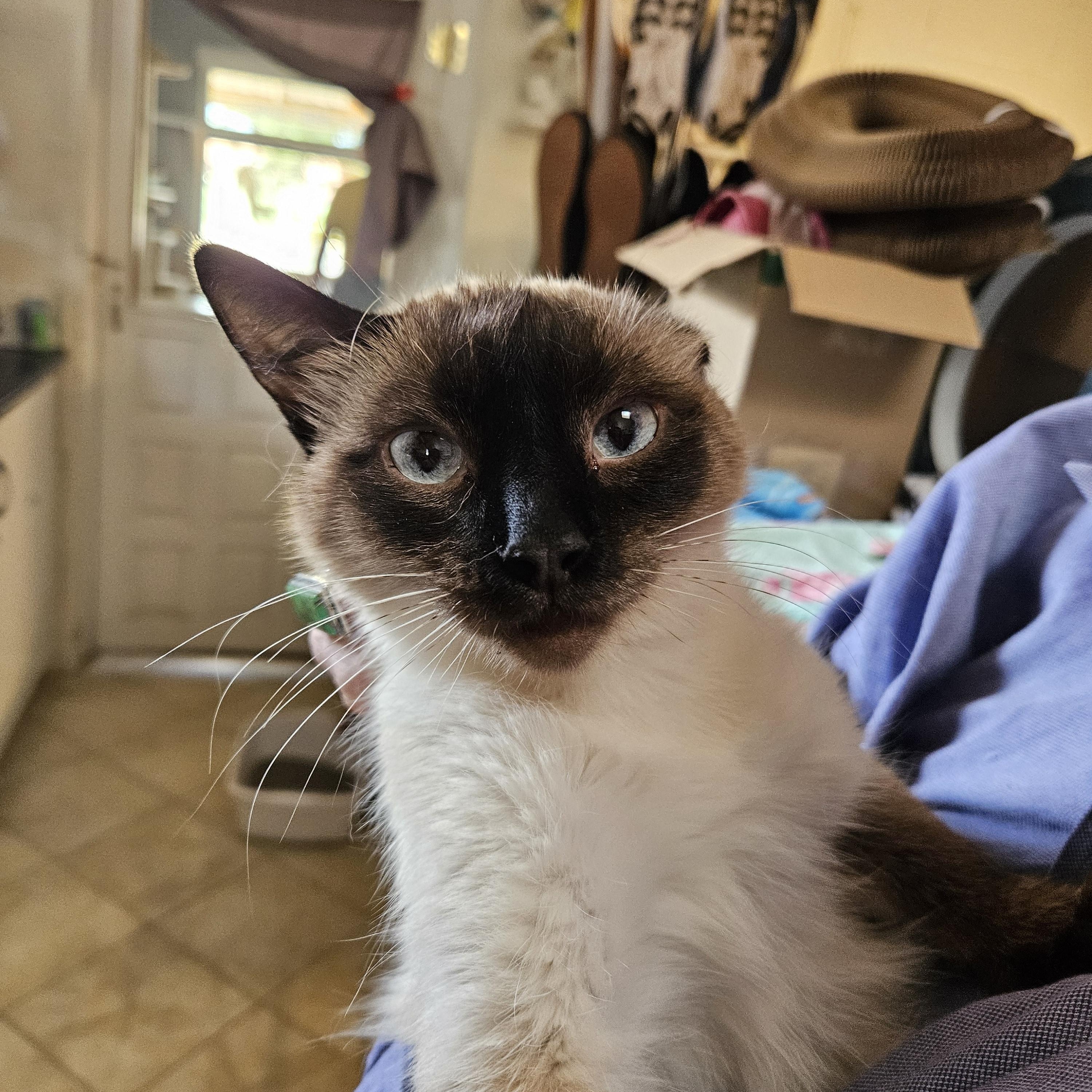 Maggie, an adoptable Siamese in Alpine, TX, 79830 | Photo Image 1