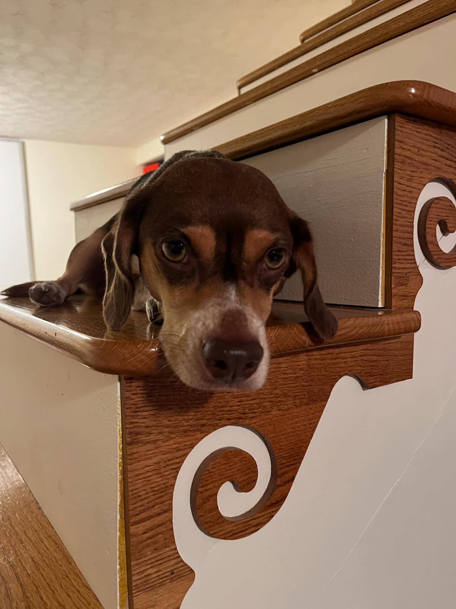 Uno, Adopted, Young Male Dachshund.