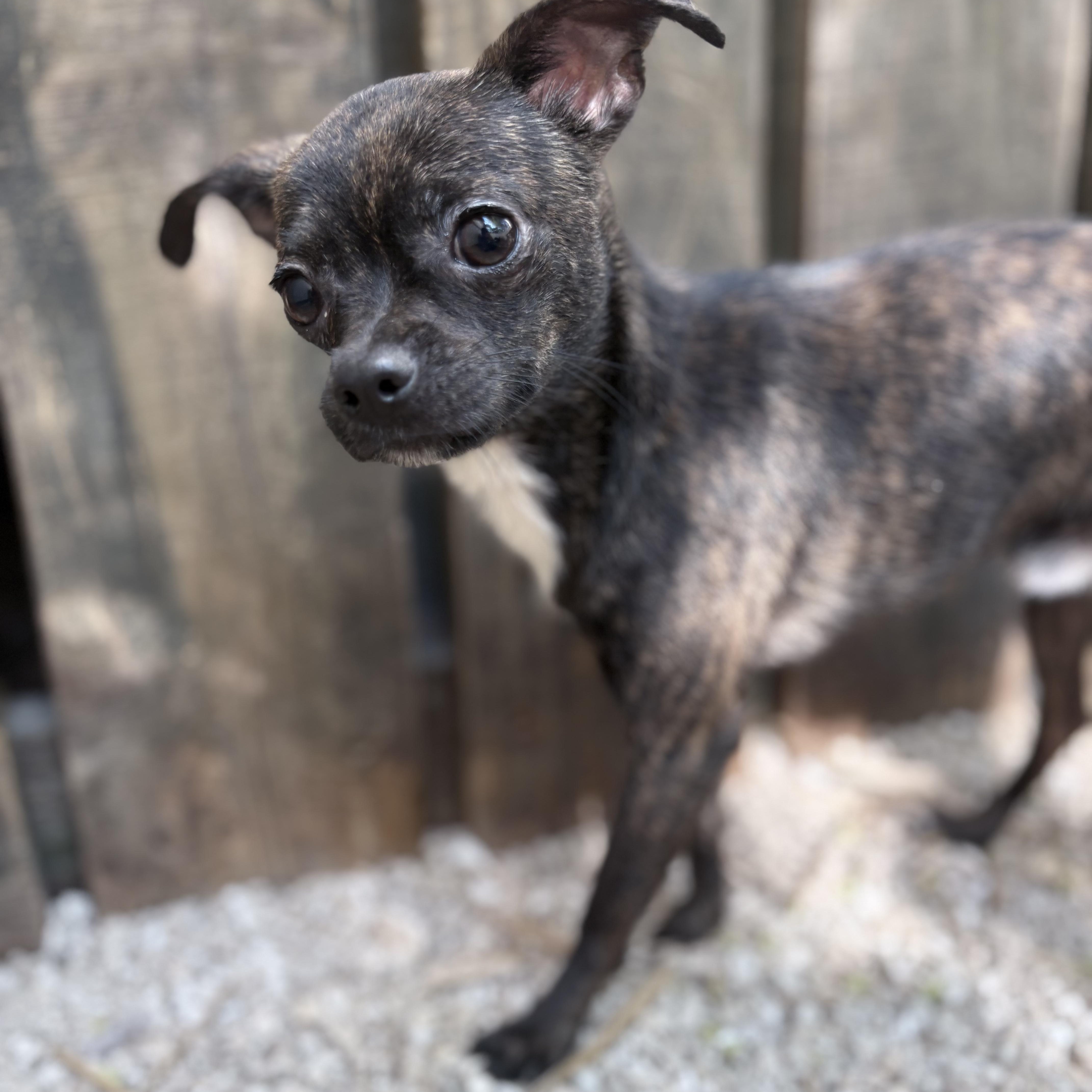 Enlarge Sebastian, an adopted mixed breed in Boca Raton, FL image 1/1
