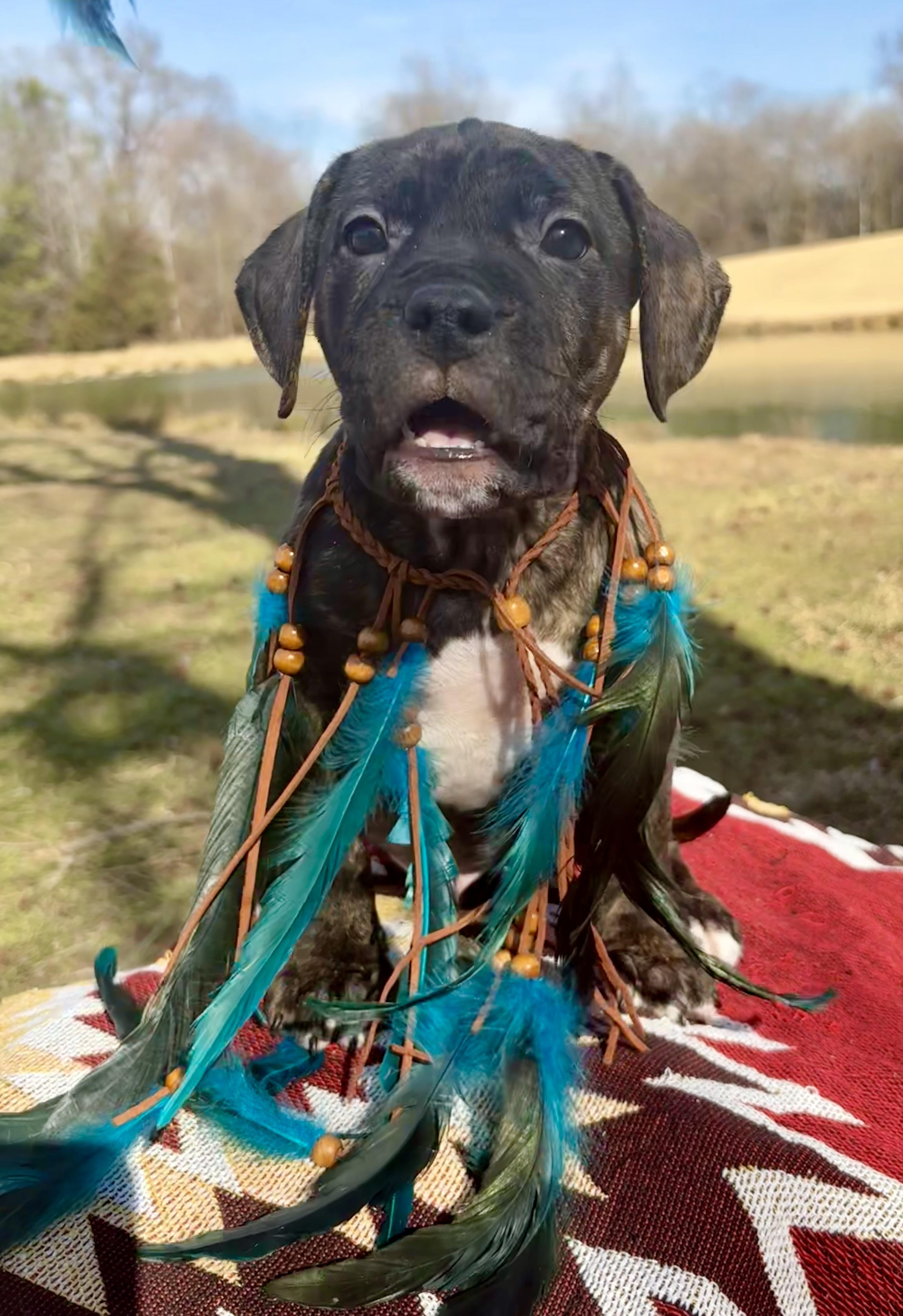 Enlarge Captain Jack, a Adoptable mixed breed in Pittsboro, NC image 1/4