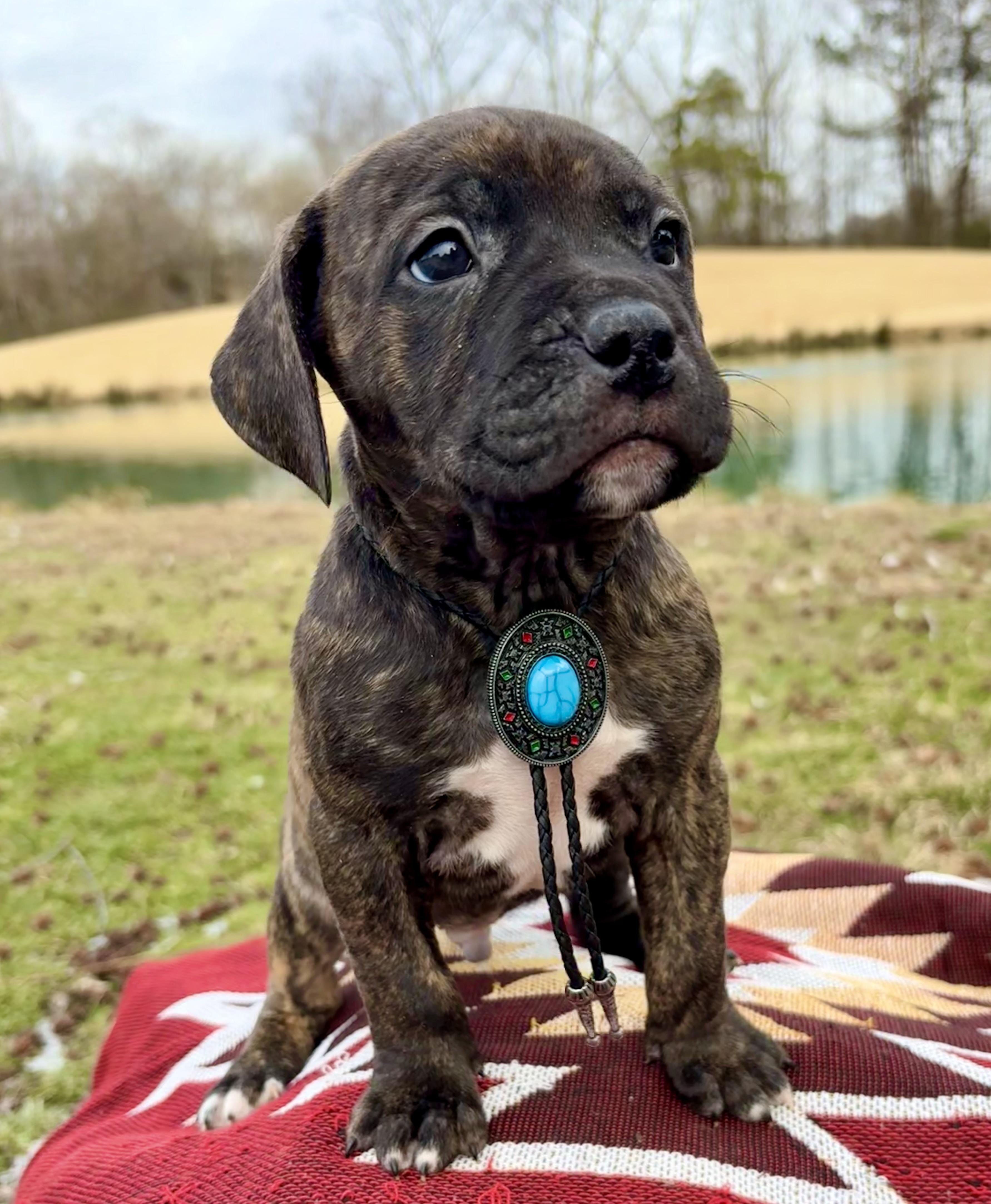 Enlarge Captain Jack, a Adoptable mixed breed in Pittsboro, NC image 3/4