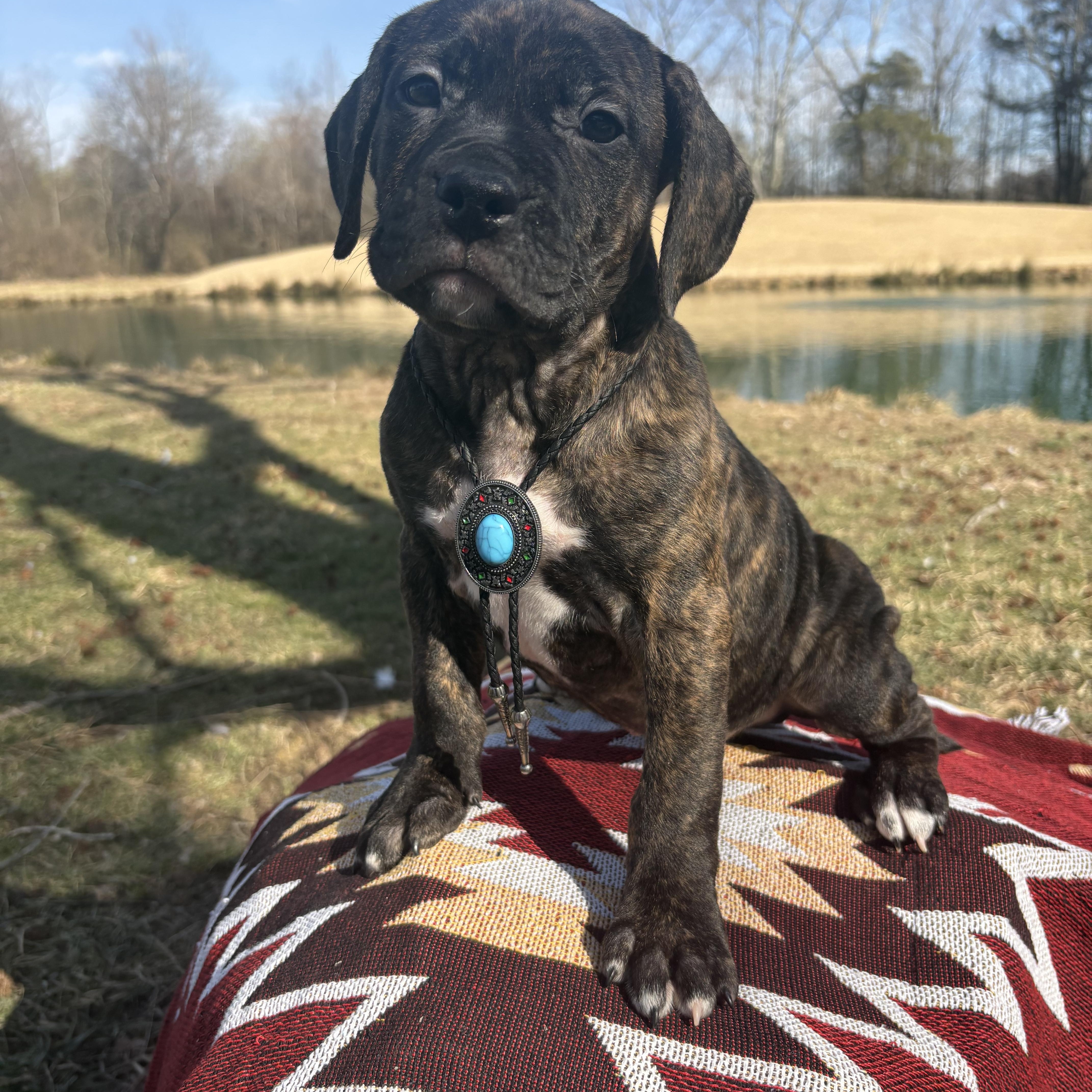 Enlarge Captain Jack, a Adoptable mixed breed in Pittsboro, NC image 4/4