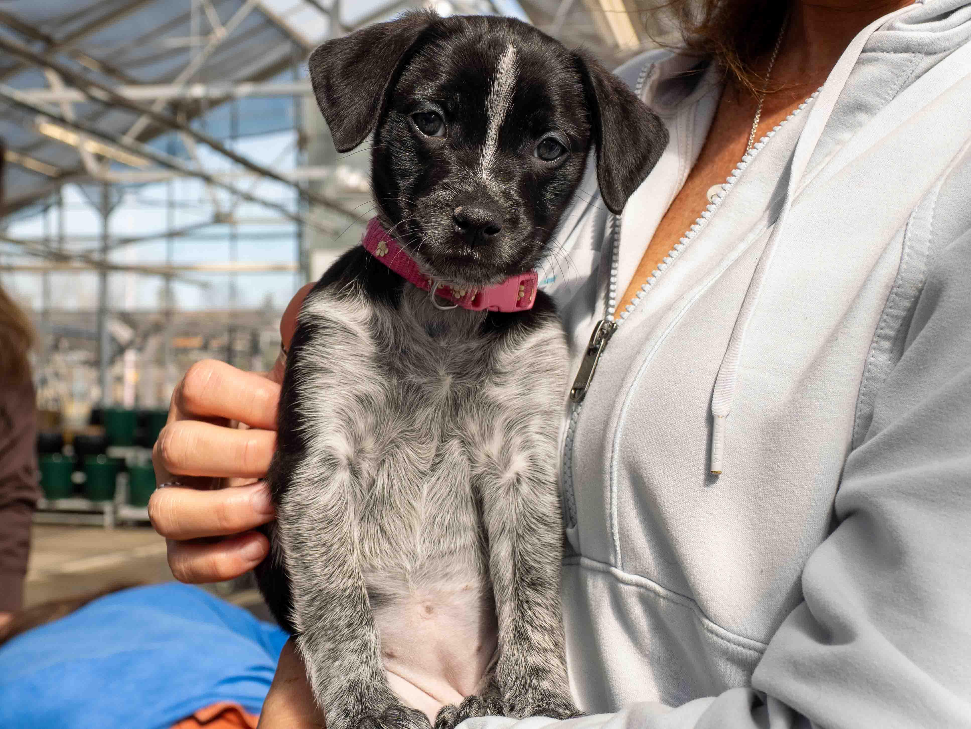 Enlarge Sasha, a ADOPTABLE mixed breed in Minneapolis, MN image 4/6