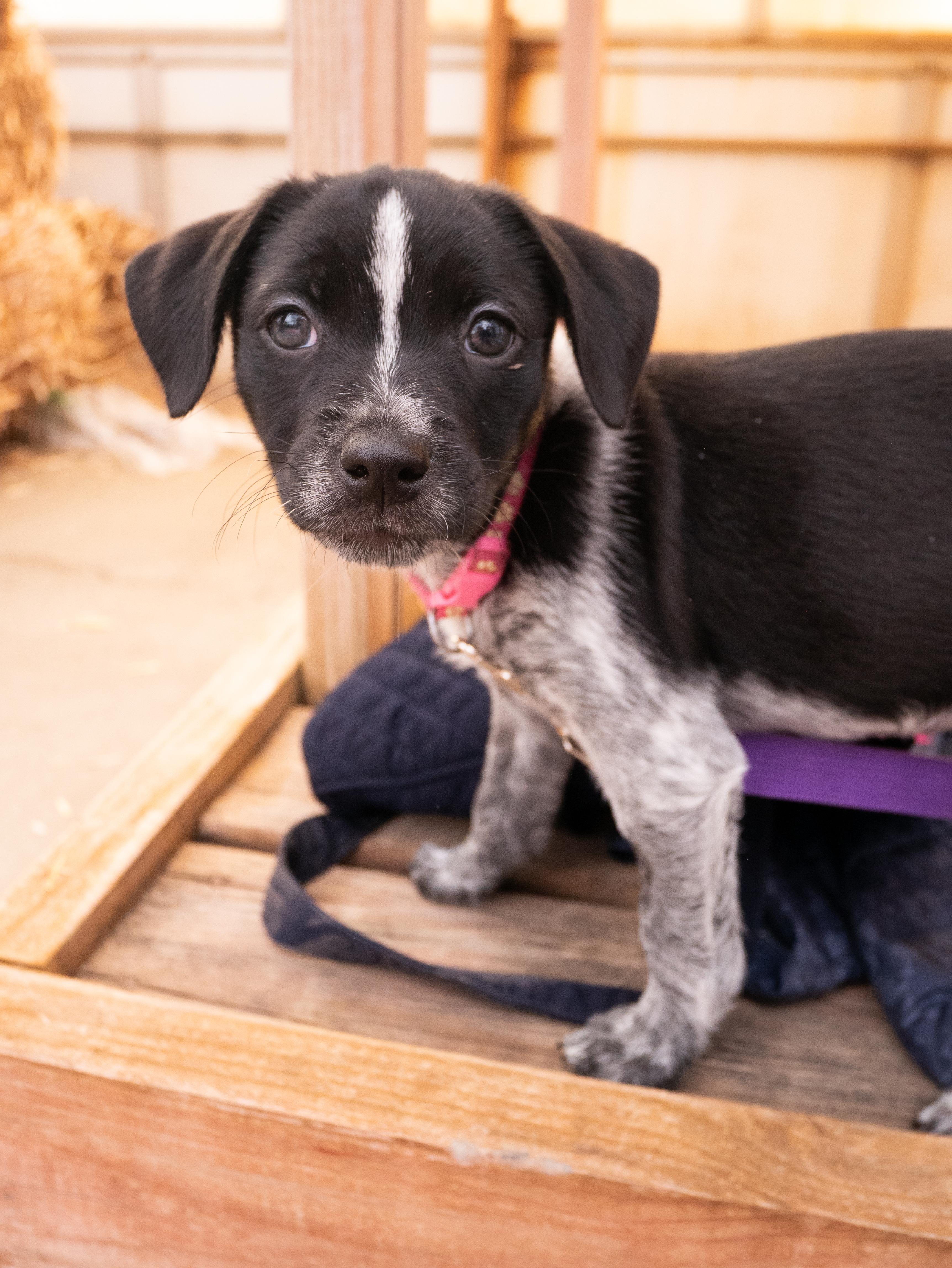 Sasha, ADOPTABLE, Puppy Female Spaniel & Australian Cattle Dog / Blue Heeler.